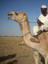 Chamelier soudanais en partance pour la transhumance.© FCVCVVCCV