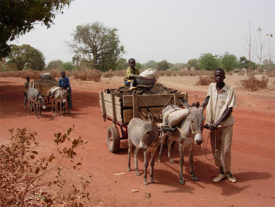 Transport de fumure organique (Burkina Faso) © Cirad, Eric Vall.