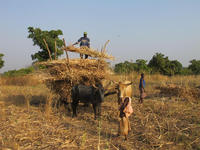 Transport de paille de sorgho (Burkina Faso) © Cirad, Eric Vall