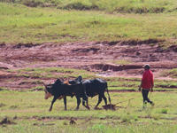 Zébu à Madagascar, force de travail aux champs © Simon Taugourdeau, Cirad