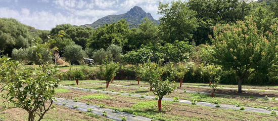 Réhabilitation d'une ancienne parcelle emmaquisée par plantation d'agrumes et maraîchage en Balagne (30/06/2021). © Inraé - LRDE - Selmet, Doria Bellache