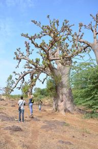 Collecte en équilibre d'un échantillon de Baobab (Adansonia digitata L.) pour mettre en herbier, région de Toubab Dialao au Sénégal. © Samantha Bazan, Cirad