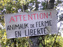 Attention, animaux de ferme en liberté. © Inra, M. Meuret
