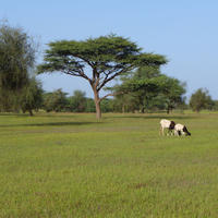 Montons broutant l’herbe verte de Dahra (Sénégal) © Cirad Samantha Bazan