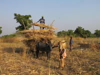 Transport de paille de sorgho (Burkina Faso). © Eric Vall