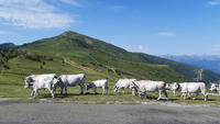 Vaches Gasconnes en montagne (France). © Inrae, Magali Jouven