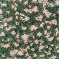 Ortho-mosaïque obtenue par drone d’une brousse tigrée dans le Nord Est Sénégal qui a servi pour la validation des estimations par satellite. © Cirad, Simon Taugourdeau