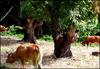 Bovins au piquet sous manguier, guadeloupe 2014 © INRAE, fabien stark