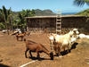La chèvre de Mayotte © Cirad, Audrey Rozier