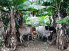 Un bel exemple d'intégration culture-élevage : le pâturage d'un troupeau de moka (race locale type zébu) dans une bananeraie, permettant à la fois de nourrir les animaux, de fertiliser la culture et de gérer la hauteur de l'enherbement. © Cirad, Emma Le Merlus