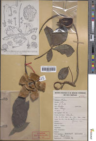Adansonia digitata, CC by-SA, Image ReColNat
